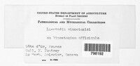 Image of Discosphaerina vincetoxici